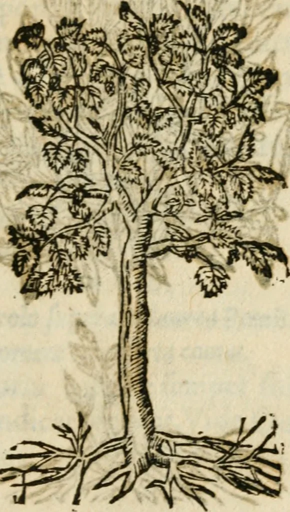An illustration from Francisci Sanctii Brocensis in inclyta Salmaticensi Academia rhetoricae Graecaeque linguae professoris Comment. in And. Alciati emblemata : nunc denuo multis in locis accurate recognita, & quamplurimis figuris illustrata : cum indice copiosissimo, 1573, leaf 556