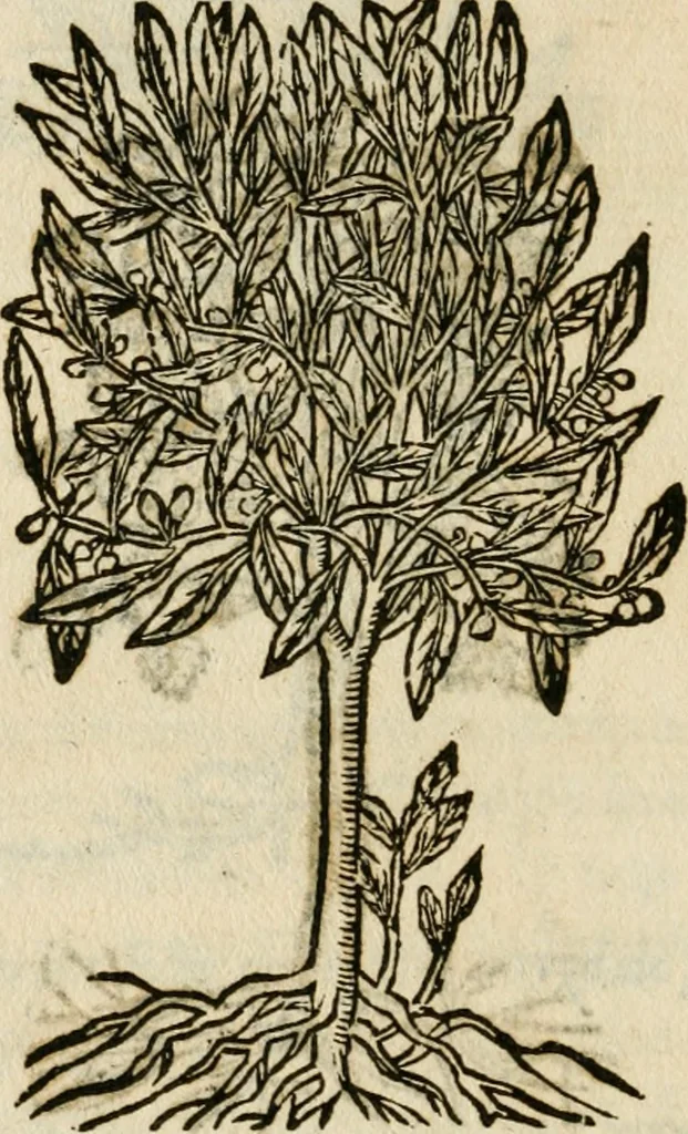 An illustration from Francisci Sanctii Brocensis in inclyta Salmaticensi Academia rhetoricae Graecaeque linguae professoris Comment. in And. Alciati emblemata : nunc denuo multis in locis accurate recognita, & quamplurimis figuris illustrata : cum indice copiosissimo, 1573, leaf 557