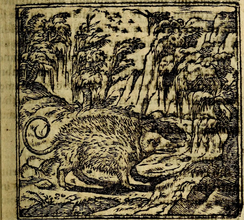 An illustration from Francisci Sanctii Brocensis .., 1573, leaf 204