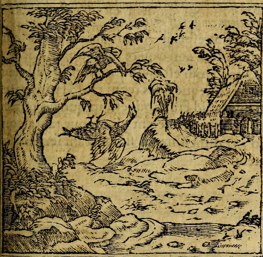 An illustration from Francisci Sanctii Brocensis .., 1573, leaf 294