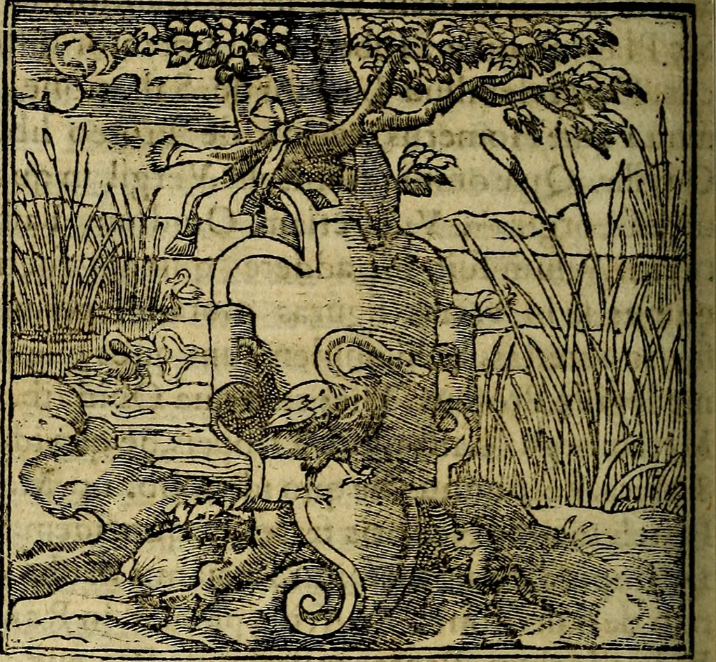 An illustration from Francisci Sanctii Brocensis .., 1573, leaf 507