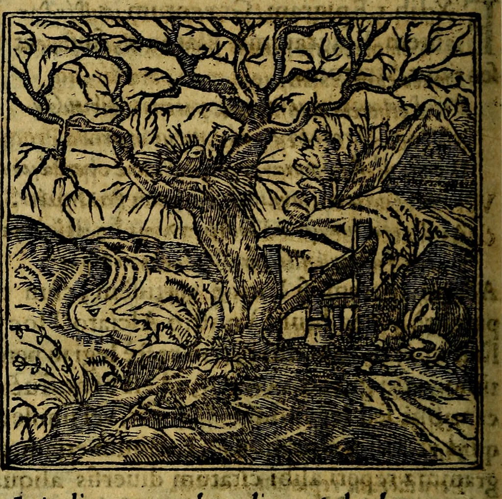 An illustration from Francisci Sanctii Brocensis .., 1573, leaf 537