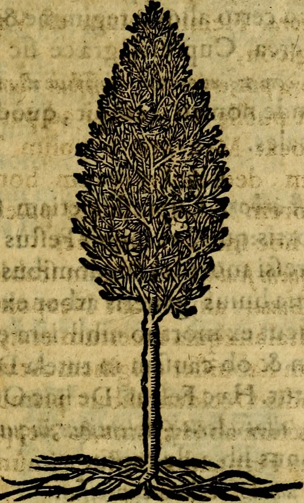 An illustration from Francisci Sanctii Brocensis .., 1573, leaf 546