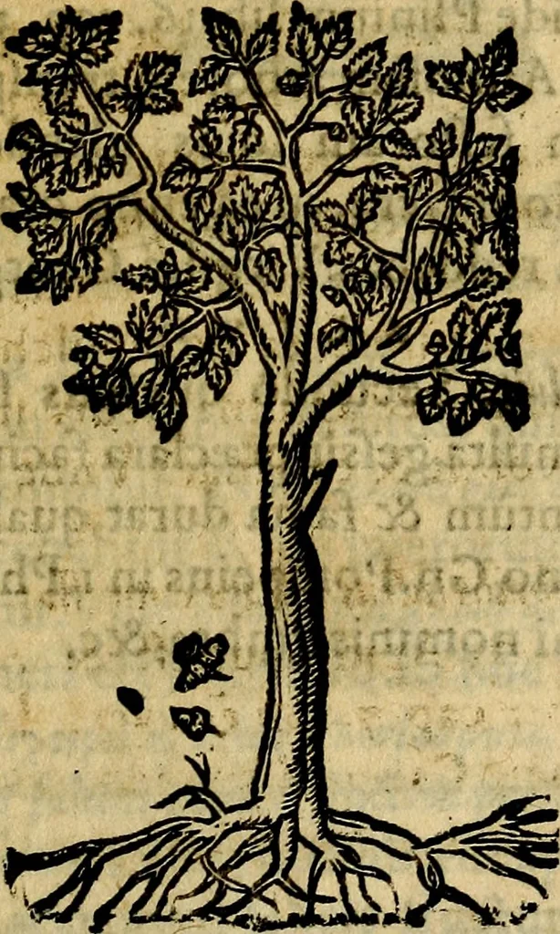 An illustration from Francisci Sanctii Brocensis .., 1573, leaf 548