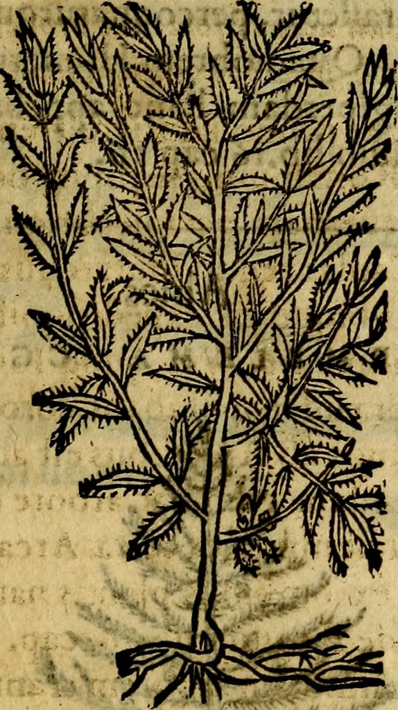 An illustration from Francisci Sanctii Brocensis .., 1573, leaf 550