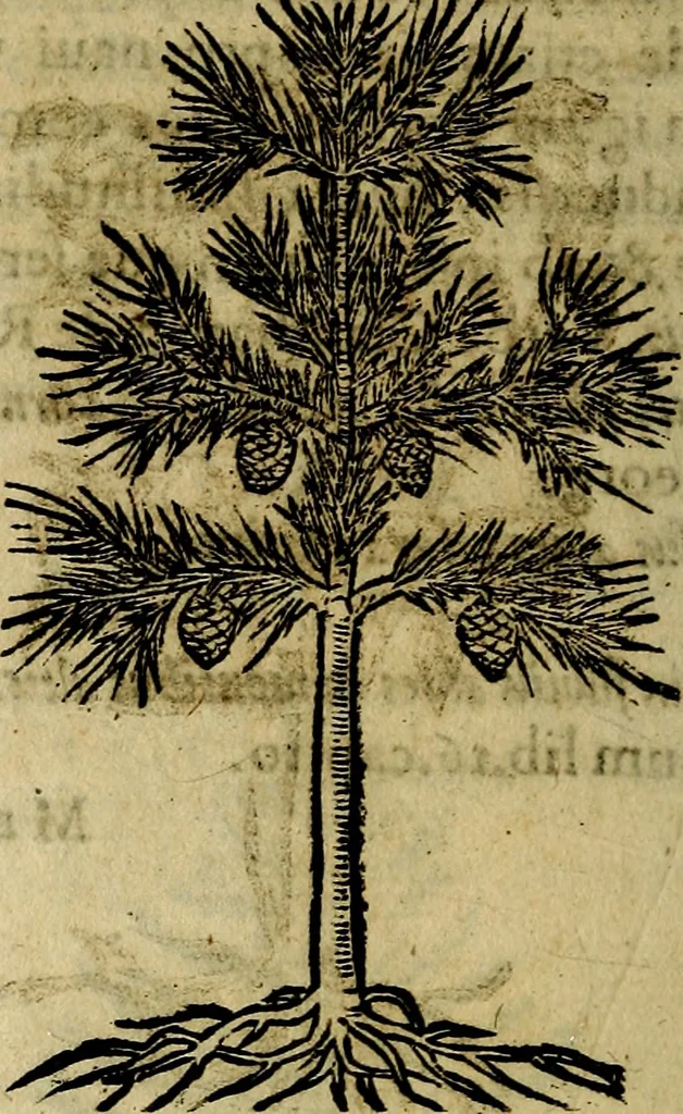 An illustration from Francisci Sanctii Brocensis .., 1573, leaf 553