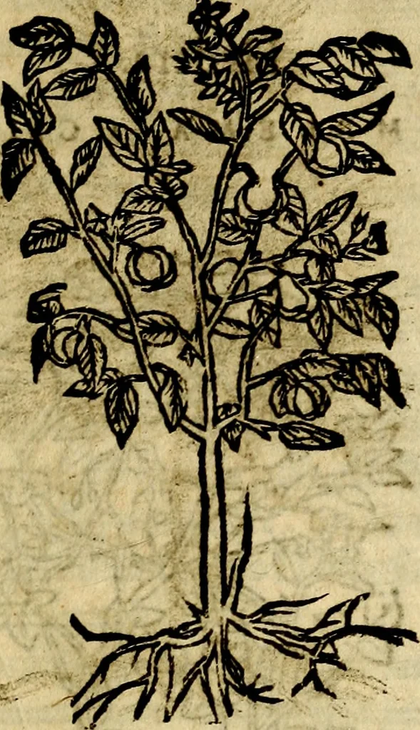 An illustration from Francisci Sanctii Brocensis .., 1573, leaf 554
