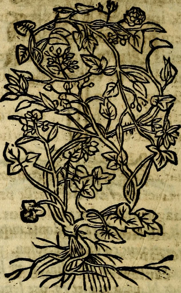 An illustration from Francisci Sanctii Brocensis .., 1573, leaf 555