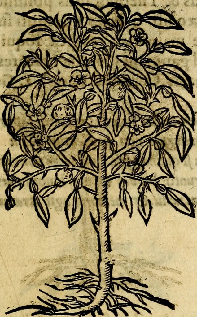An illustration from Francisci Sanctii Brocensis .., 1573, leaf 558