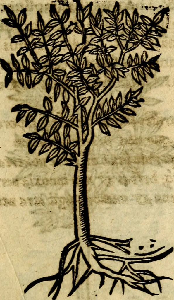 An illustration from Francisci Sanctii Brocensis .., 1573, leaf 560