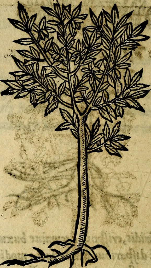 An illustration from Francisci Sanctii Brocensis .., 1573, leaf 561