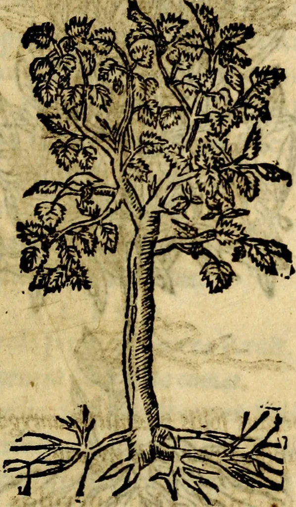 An illustration from Francisci Sanctii Brocensis .., 1573, leaf 562