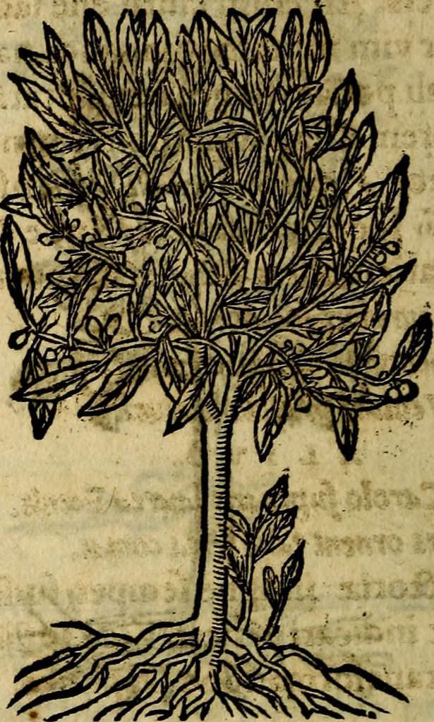 An illustration from Francisci Sanctii Brocensis .., 1573, leaf 563