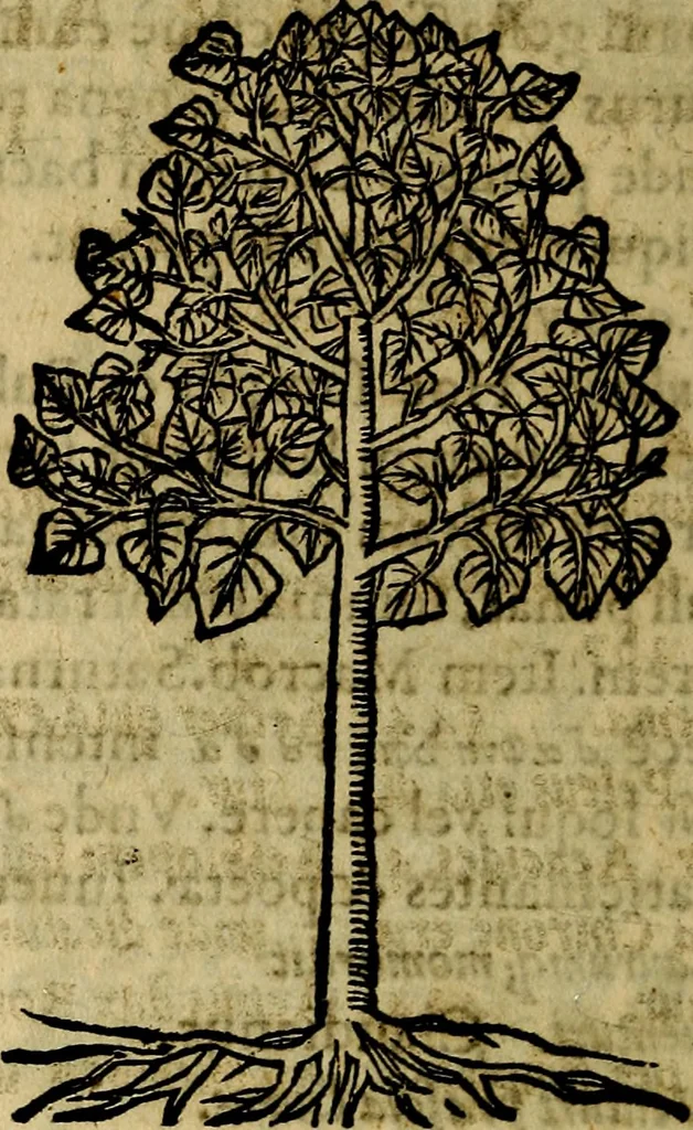 An illustration from Francisci Sanctii Brocensis .., 1573, leaf 565