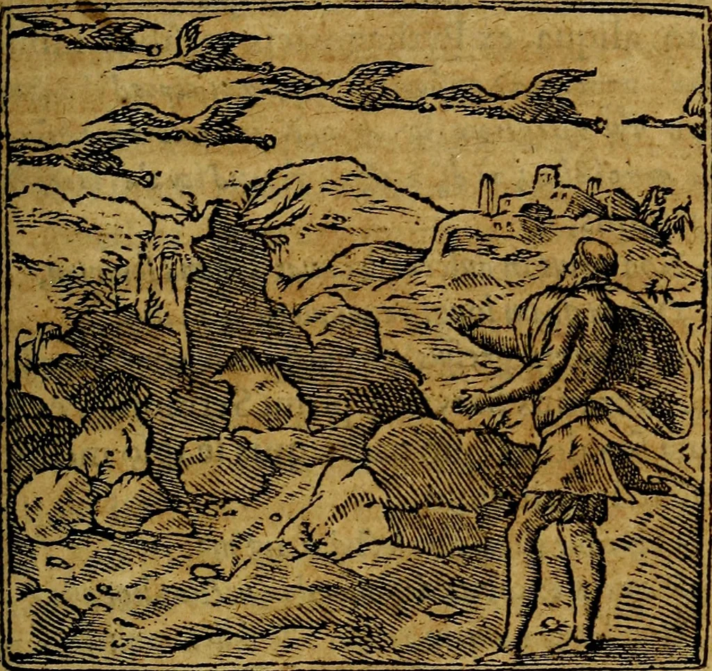 An illustration from Francisci Sanctii Brocensis .., 1573, leaf 88