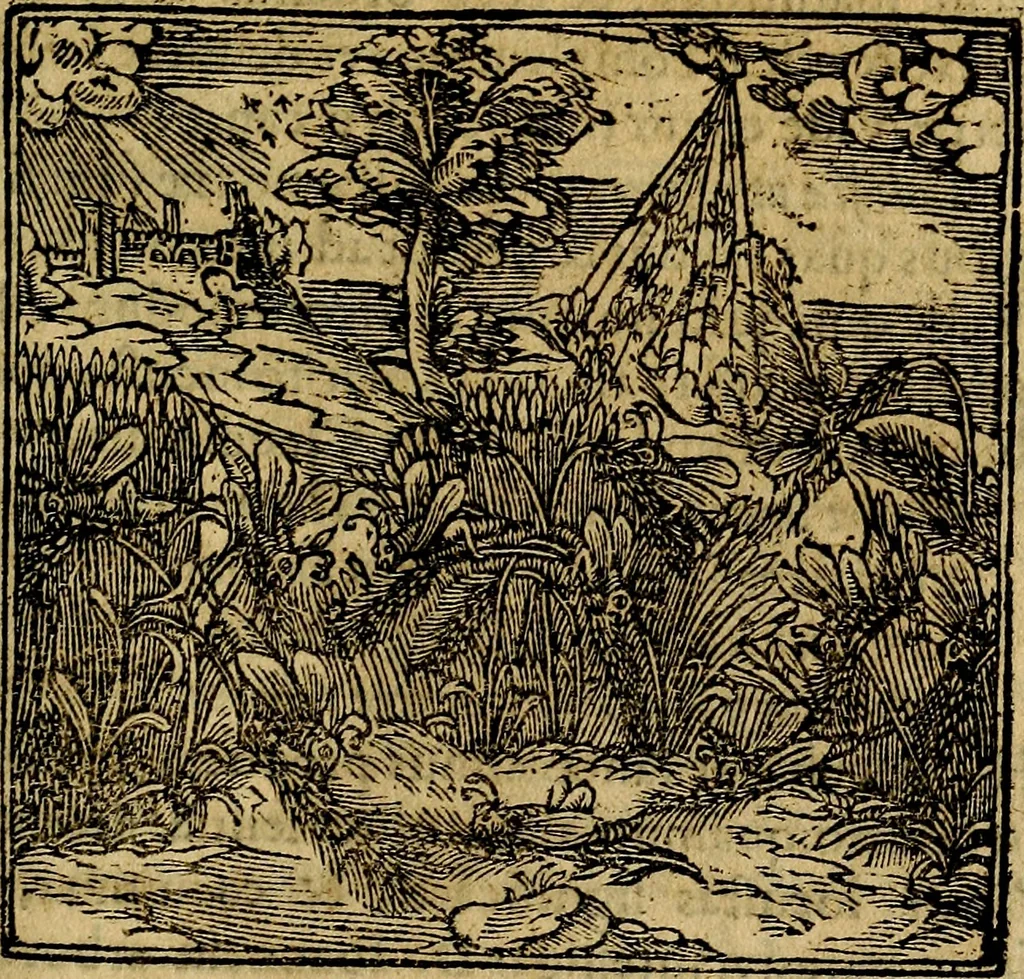 An illustration from Francisci Sanctii Brocensis .., 1573, leaf 376