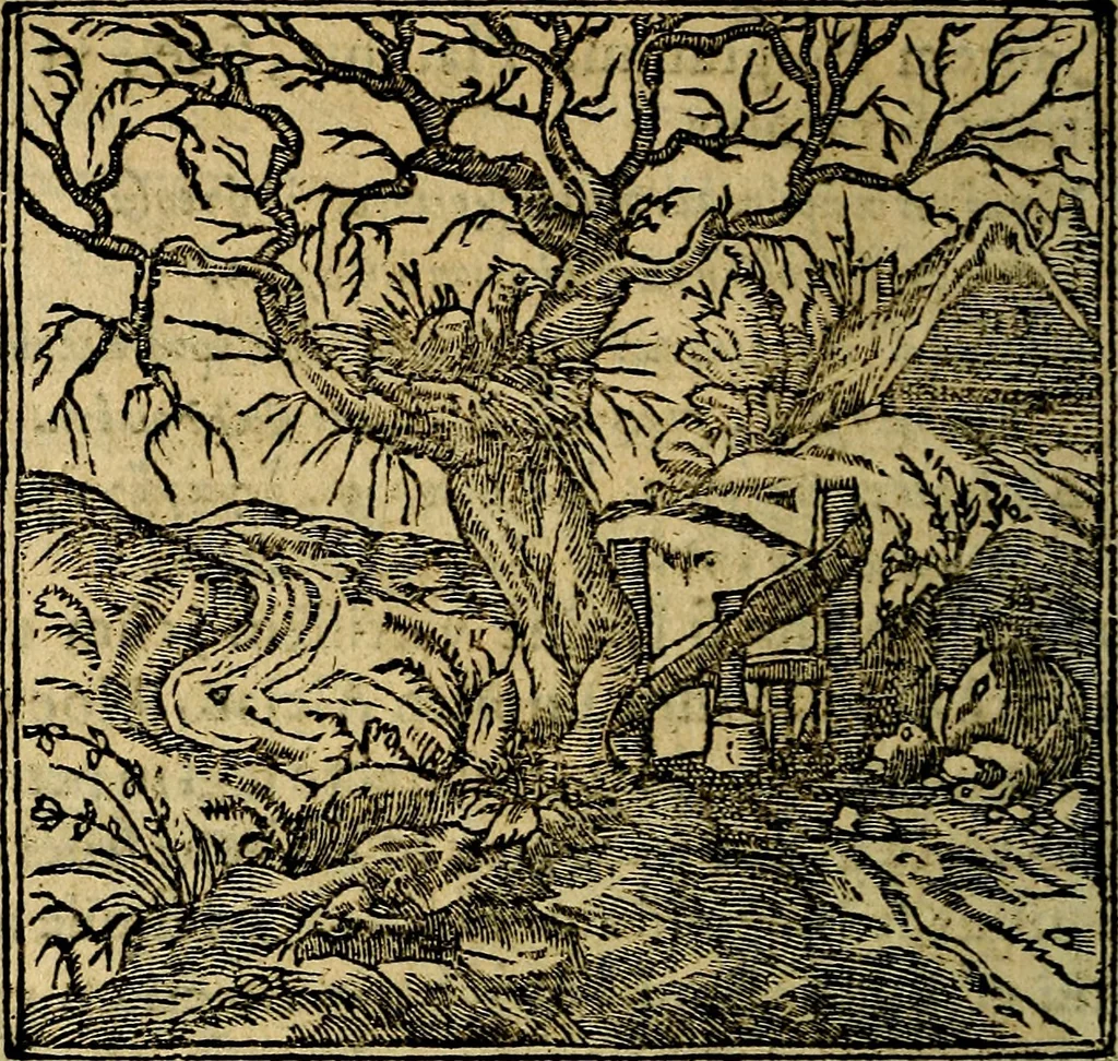 An illustration from Francisci Sanctii Brocensis .., 1573, leaf 533
