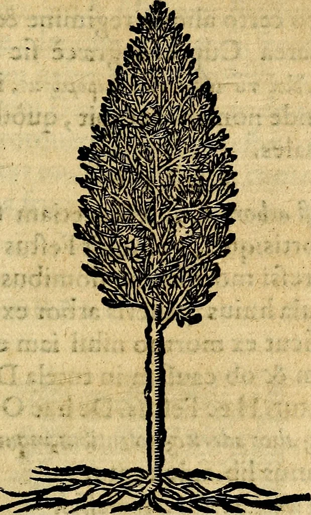 An illustration from Francisci Sanctii Brocensis .., 1573, leaf 542