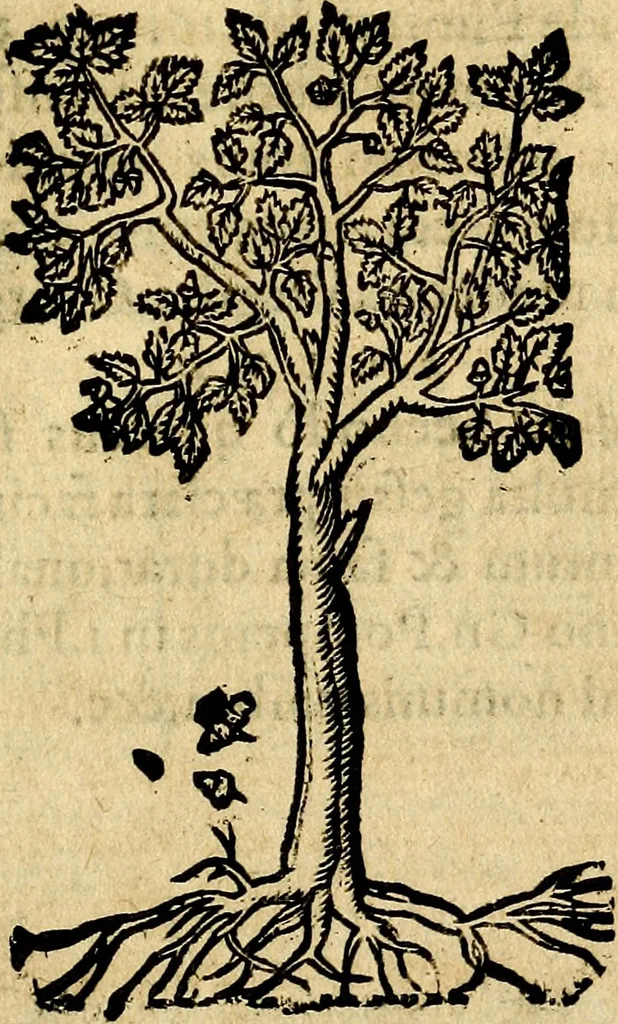 An illustration from Francisci Sanctii Brocensis .., 1573, leaf 544