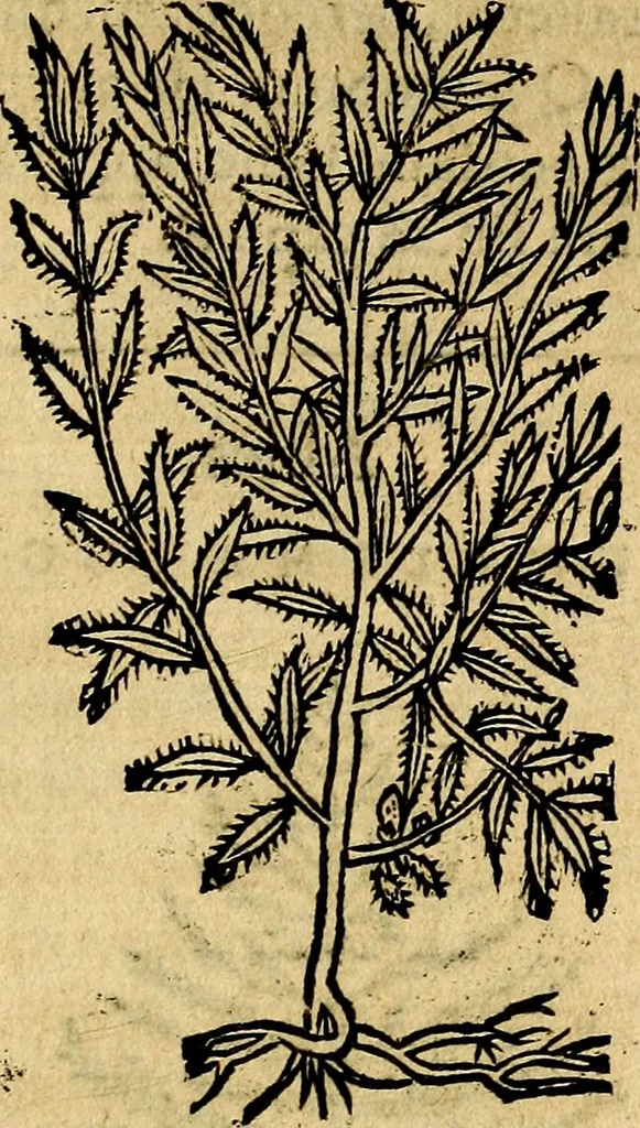 An illustration from Francisci Sanctii Brocensis .., 1573, leaf 546