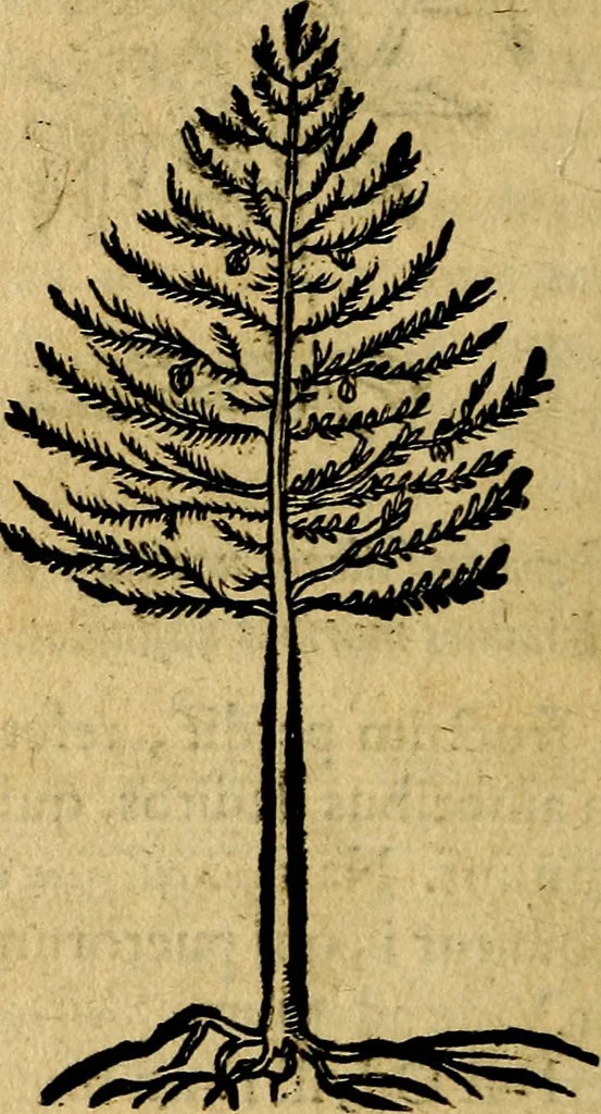 An illustration from Francisci Sanctii Brocensis .., 1573, leaf 547