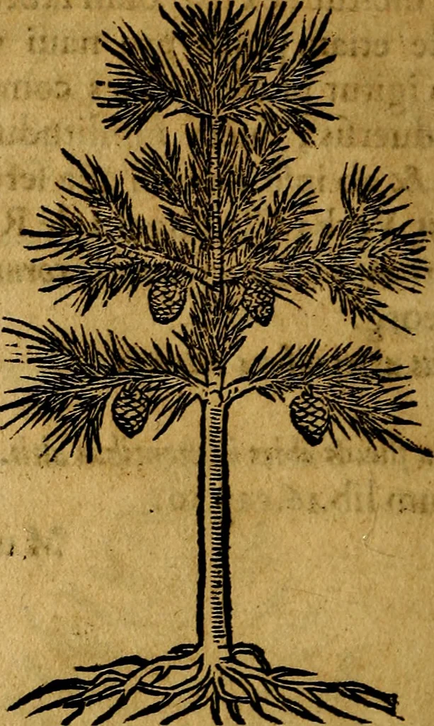 An illustration from Francisci Sanctii Brocensis .., 1573, leaf 549