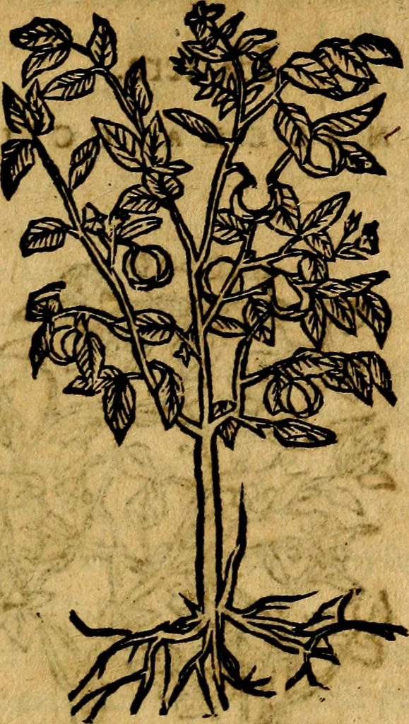 An illustration from Francisci Sanctii Brocensis .., 1573, leaf 550