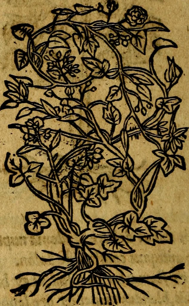 An illustration from Francisci Sanctii Brocensis .., 1573, leaf 551