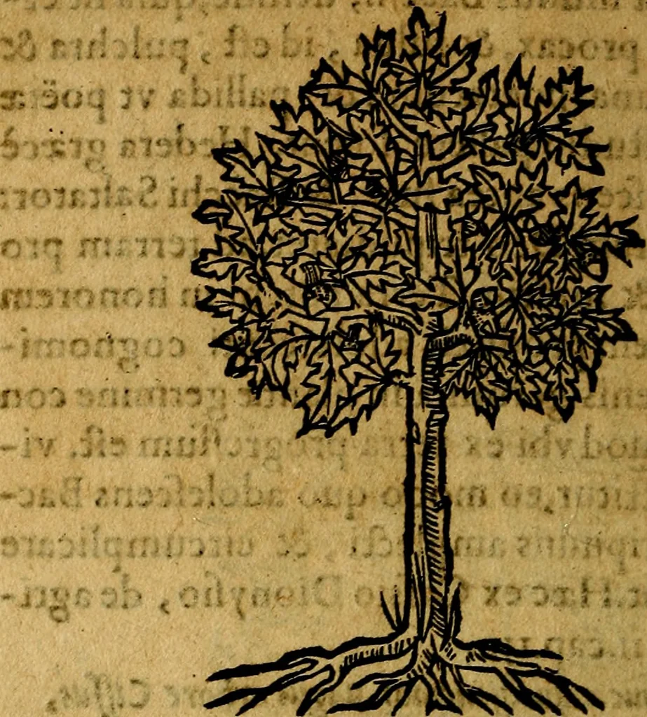 An illustration from Francisci Sanctii Brocensis .., 1573, leaf 553