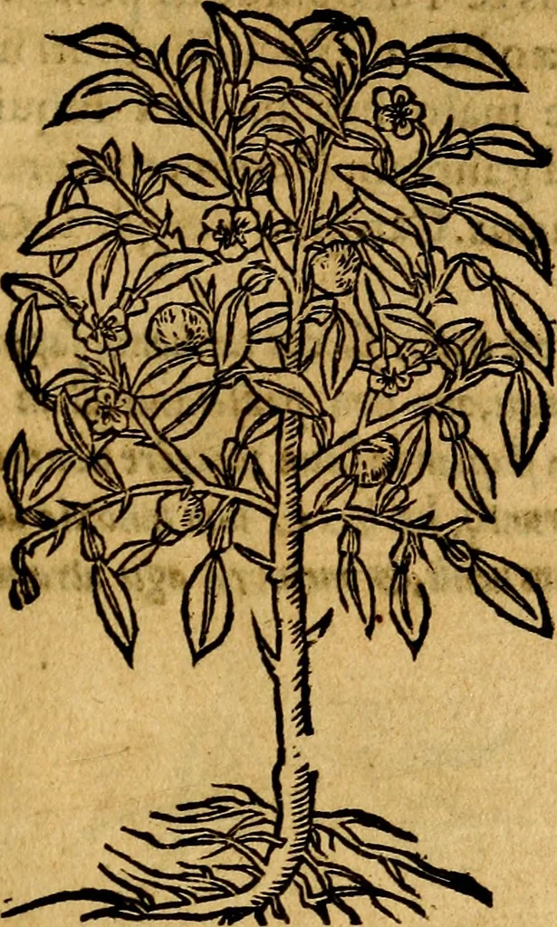 An illustration from Francisci Sanctii Brocensis .., 1573, leaf 554