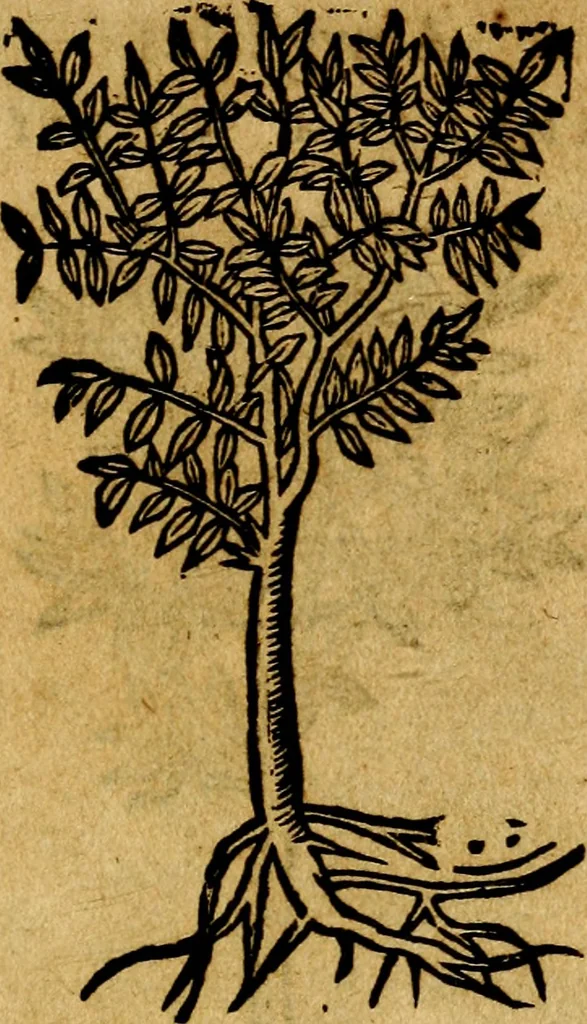An illustration from Francisci Sanctii Brocensis .., 1573, leaf 556