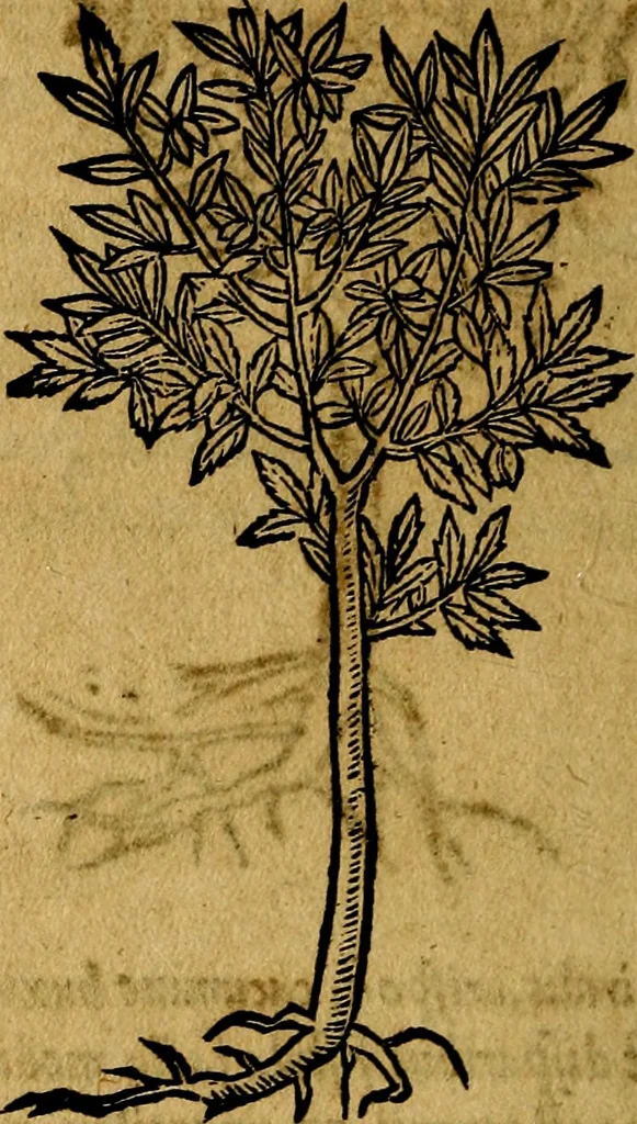 An illustration from Francisci Sanctii Brocensis .., 1573, leaf 557