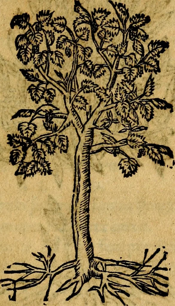 An illustration from Francisci Sanctii Brocensis .., 1573, leaf 558