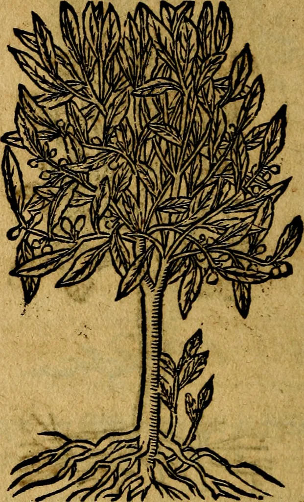 An illustration from Francisci Sanctii Brocensis .., 1573, leaf 559