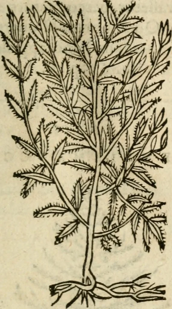 An illustration from Francisci Sanctii Brocensis In inclyta Salmaticensi Academia Rhetoricæ, Graecæque linguæ professoris Comment. in And. Alciati Emblemata : nunc denuò multis in locis accuratè recognita, & quamplurimis figuris illustrata ; cum indice copiosissimo, 1573, leaf 550