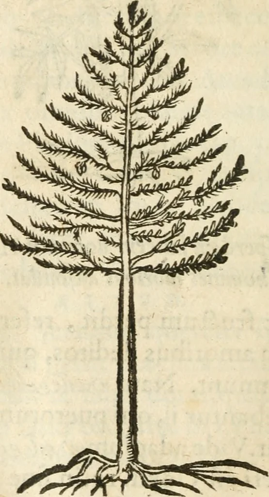 An illustration from Francisci Sanctii Brocensis In inclyta Salmaticensi Academia Rhetoricæ, Graecæque linguæ professoris Comment. in And. Alciati Emblemata : nunc denuò multis in locis accuratè recognita, & quamplurimis figuris illustrata ; cum indice copiosissimo, 1573, leaf 551