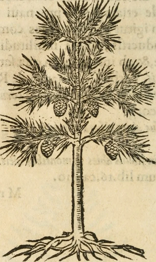 An illustration from Francisci Sanctii Brocensis In inclyta Salmaticensi Academia Rhetoricæ, Graecæque linguæ professoris Comment. in And. Alciati Emblemata : nunc denuò multis in locis accuratè recognita, & quamplurimis figuris illustrata ; cum indice copiosissimo, 1573, leaf 553