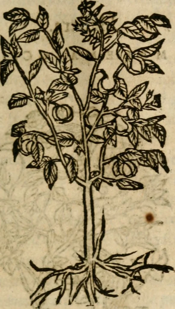 An illustration from Francisci Sanctii Brocensis In inclyta Salmaticensi Academia Rhetoricæ, Graecæque linguæ professoris Comment. in And. Alciati Emblemata : nunc denuò multis in locis accuratè recognita, & quamplurimis figuris illustrata ; cum indice copiosissimo, 1573, leaf 554
