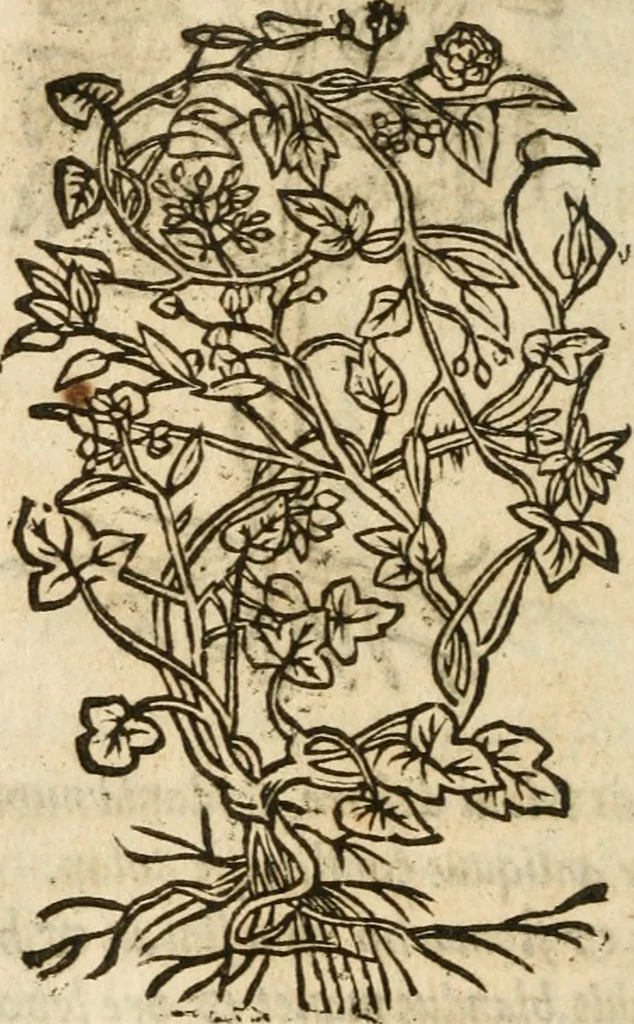An illustration from Francisci Sanctii Brocensis In inclyta Salmaticensi Academia Rhetoricæ, Graecæque linguæ professoris Comment. in And. Alciati Emblemata : nunc denuò multis in locis accuratè recognita, & quamplurimis figuris illustrata ; cum indice copiosissimo, 1573, leaf 555