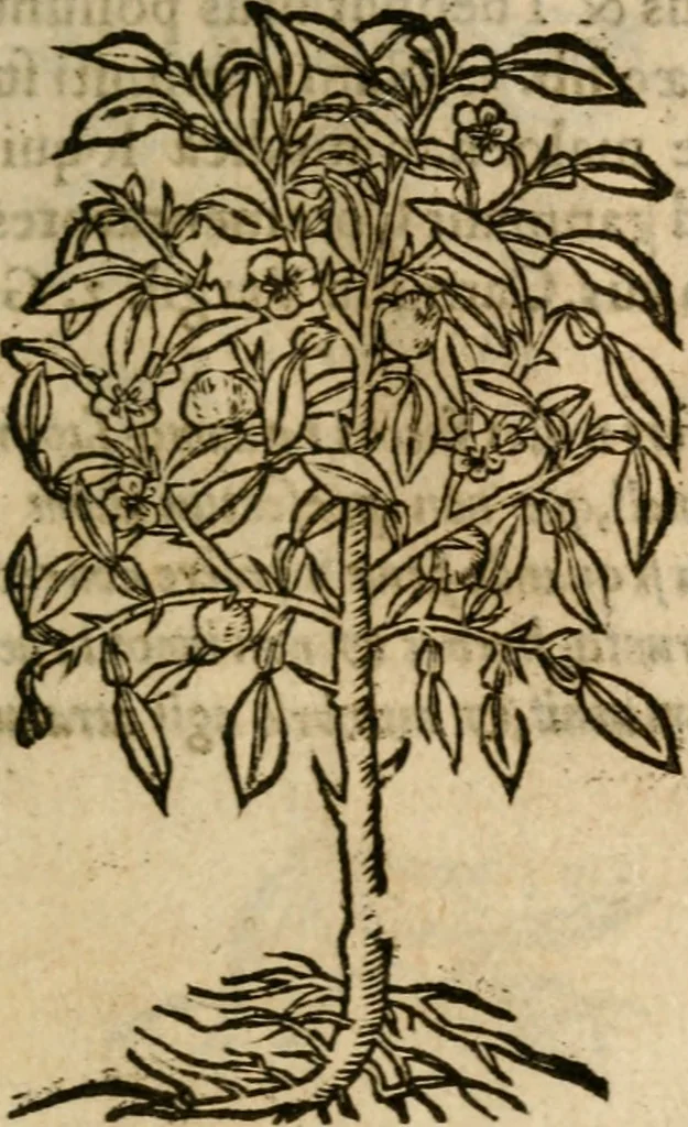 An illustration from Francisci Sanctii Brocensis In inclyta Salmaticensi Academia Rhetoricæ, Graecæque linguæ professoris Comment. in And. Alciati Emblemata : nunc denuò multis in locis accuratè recognita, & quamplurimis figuris illustrata ; cum indice copiosissimo, 1573, leaf 558