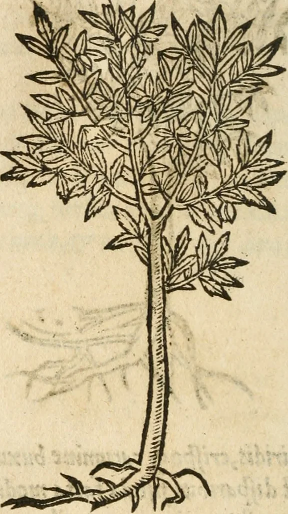 An illustration from Francisci Sanctii Brocensis In inclyta Salmaticensi Academia Rhetoricæ, Graecæque linguæ professoris Comment. in And. Alciati Emblemata : nunc denuò multis in locis accuratè recognita, & quamplurimis figuris illustrata ; cum indice copiosissimo, 1573, leaf 561
