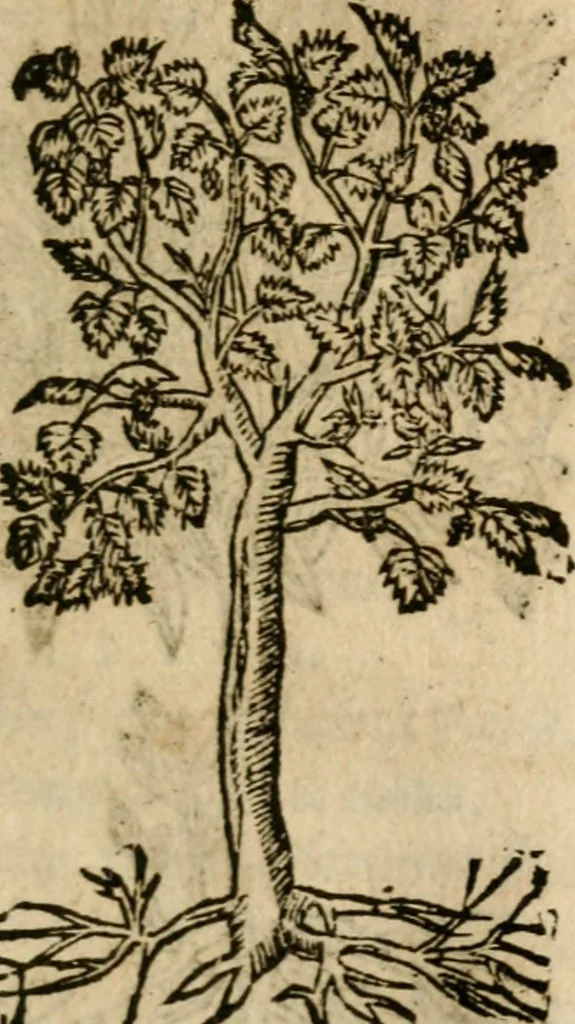 An illustration from Francisci Sanctii Brocensis In inclyta Salmaticensi Academia Rhetoricæ, Graecæque linguæ professoris Comment. in And. Alciati Emblemata : nunc denuò multis in locis accuratè recognita, & quamplurimis figuris illustrata ; cum indice copiosissimo, 1573, leaf 562