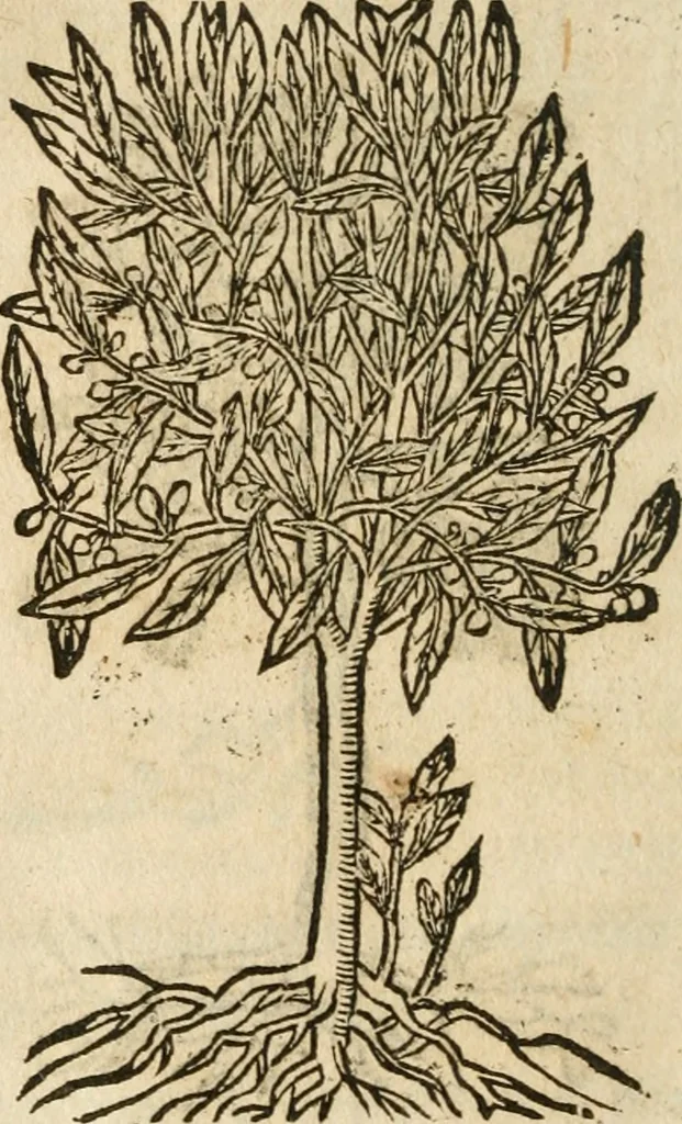 An illustration from Francisci Sanctii Brocensis In inclyta Salmaticensi Academia Rhetoricæ, Graecæque linguæ professoris Comment. in And. Alciati Emblemata : nunc denuò multis in locis accuratè recognita, & quamplurimis figuris illustrata ; cum indice copiosissimo, 1573, leaf 563