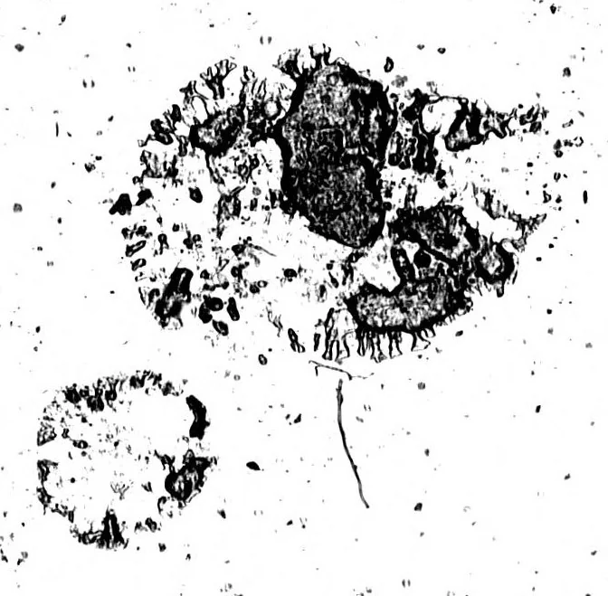 An illustration from Le triomphe de la langue françoise, dans lequel les principales difficultés qui s'y rencontrent sont revnersées [microform], 1664, leaf 64