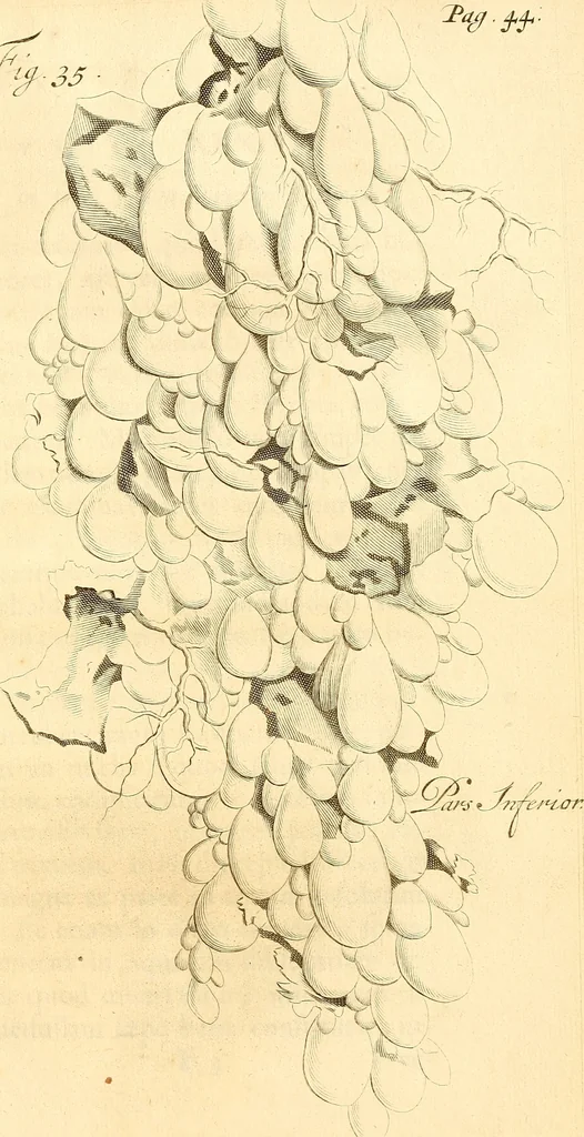An illustration from Frederici Ruyschii ... Observationum anatomico-chirurgicarum centuria : accedit catalogus rariorum, quae in museo Ruyschiano asservantur ..., 1691, leaf 100