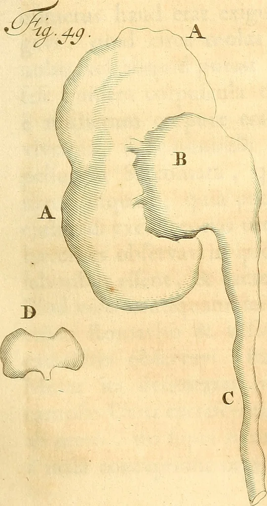 An illustration from Frederici Ruyschii ... Observationum anatomico-chirurgicarum centuria : accedit catalogus rariorum, quae in museo Ruyschiano asservantur ..., 1691, leaf 144