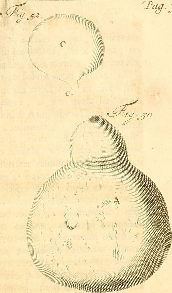An illustration from Frederici Ruyschii ... Observationum anatomico-chirurgicarum centuria : accedit catalogus rariorum, quae in museo Ruyschiano asservantur ..., 1691, leaf 144