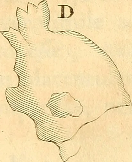An illustration from Frederici Ruyschii ... Observationum anatomico-chirurgicarum centuria : accedit catalogus rariorum, quae in museo Ruyschiano asservantur ..., 1691, leaf 144