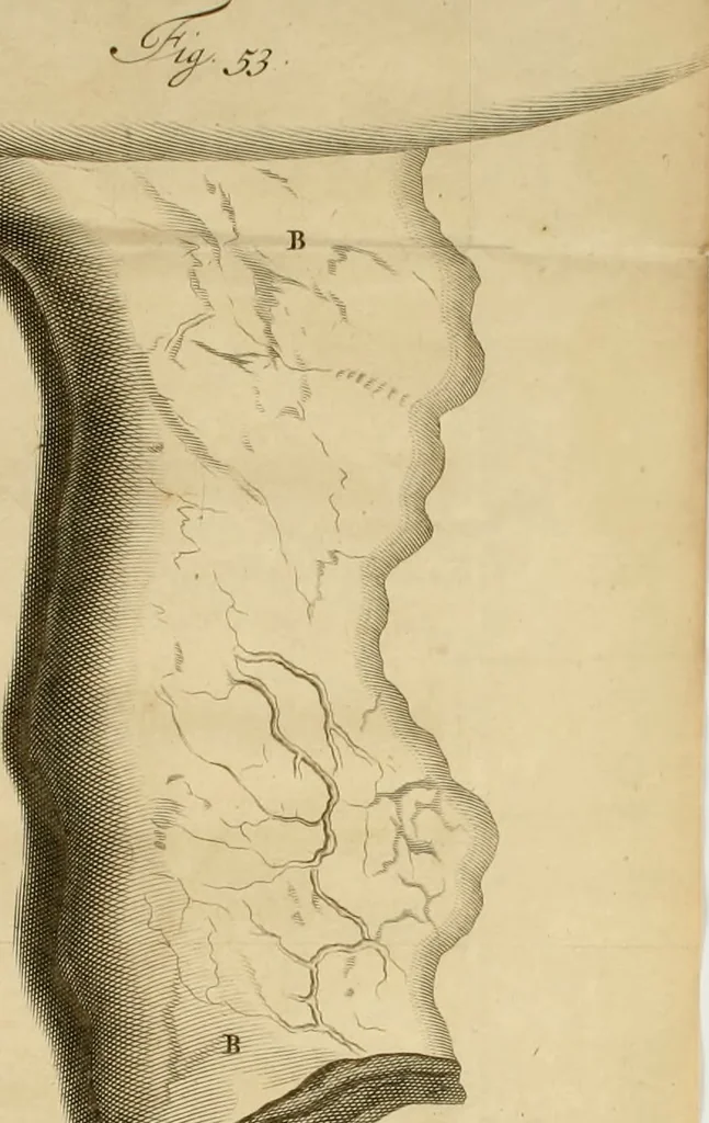 An illustration from Frederici Ruyschii ... Observationum anatomico-chirurgicarum centuria : accedit catalogus rariorum, quae in museo Ruyschiano asservantur ..., 1691, leaf 154