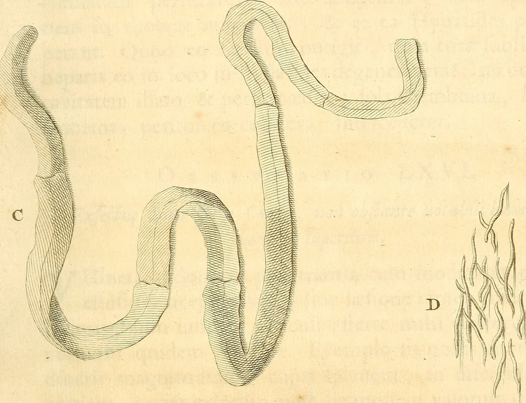 An illustration from Frederici Ruyschii ... Observationum anatomico-chirurgicarum centuria : accedit catalogus rariorum, quae in museo Ruyschiano asservantur ..., 1691, leaf 158
